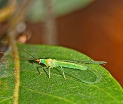 Plesiochrysa atalotis