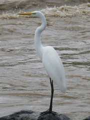 Ardea alba