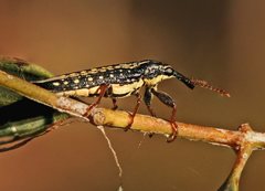 Rhinotia lineata