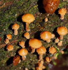 Pholiota squarrosipes