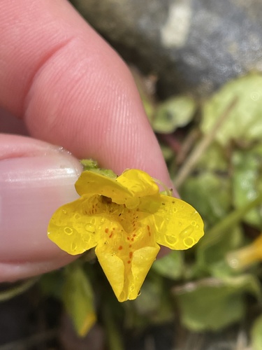 Erythranthe guttata