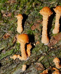 Pholiota squarrosipes