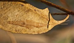 Hemiphonus