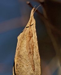 Hemiphonus