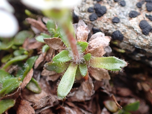 Image of Scree Saxifrage (Saxifraga androsacea) by (c) Elias, some rights reserved (CC BY)