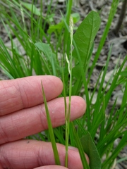Carex assiniboinensis