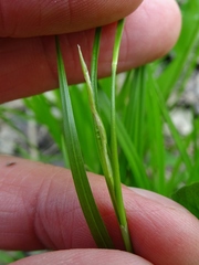 Carex assiniboinensis