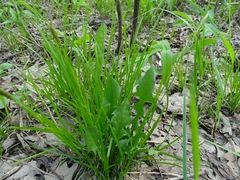 Carex assiniboinensis