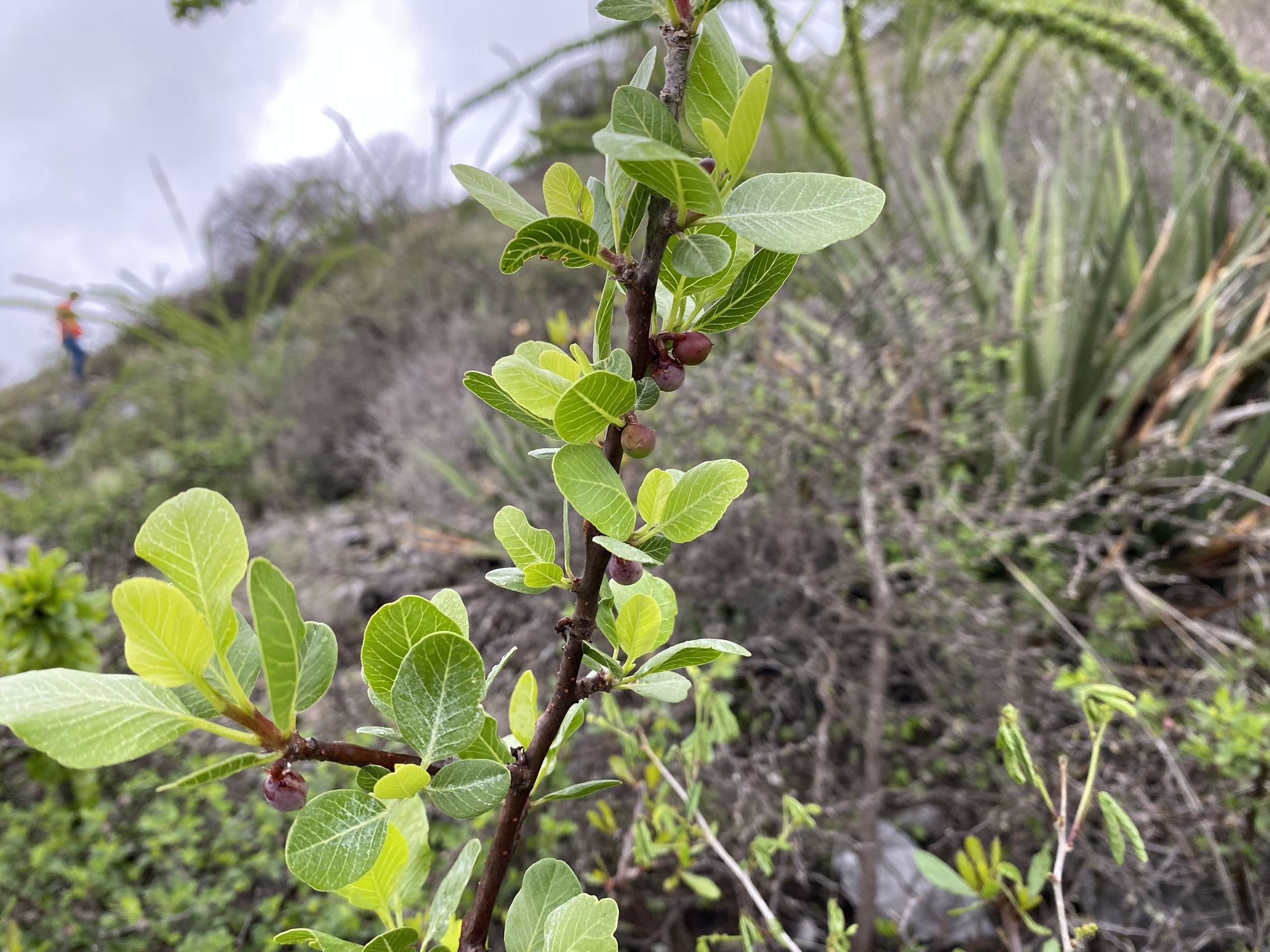 Imagem de Bursera schlechtendalii