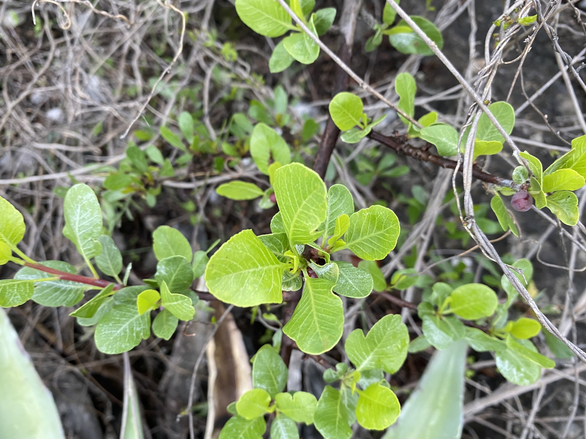 Imagem de Bursera schlechtendalii