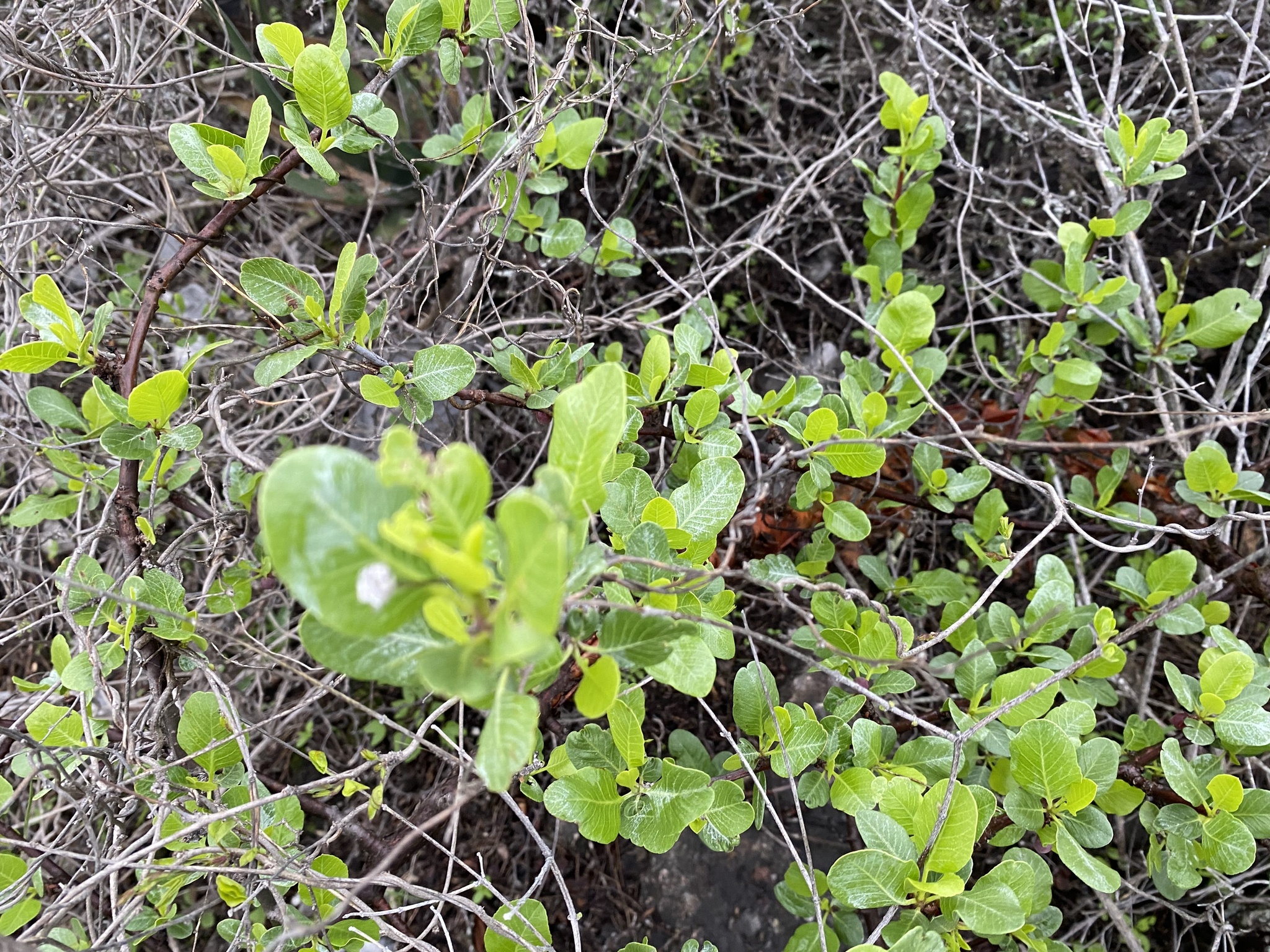 Imagem de Bursera schlechtendalii