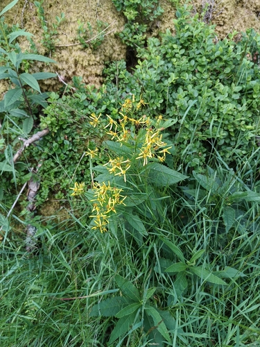 Senecio hercynicus, photograph 4