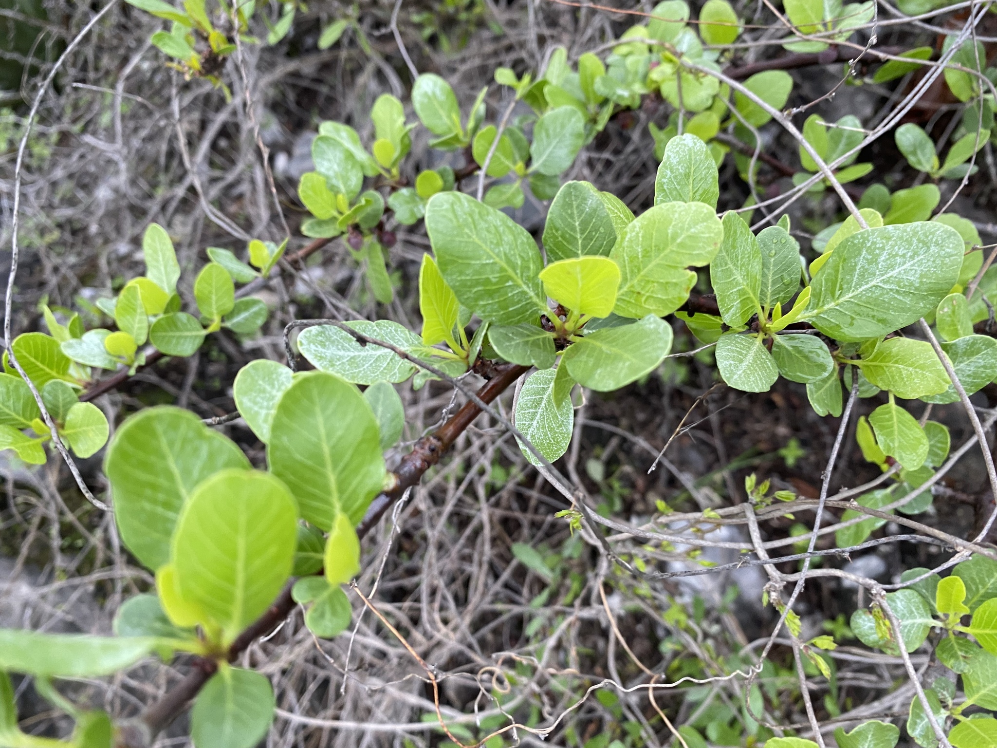 Imagem de Bursera schlechtendalii
