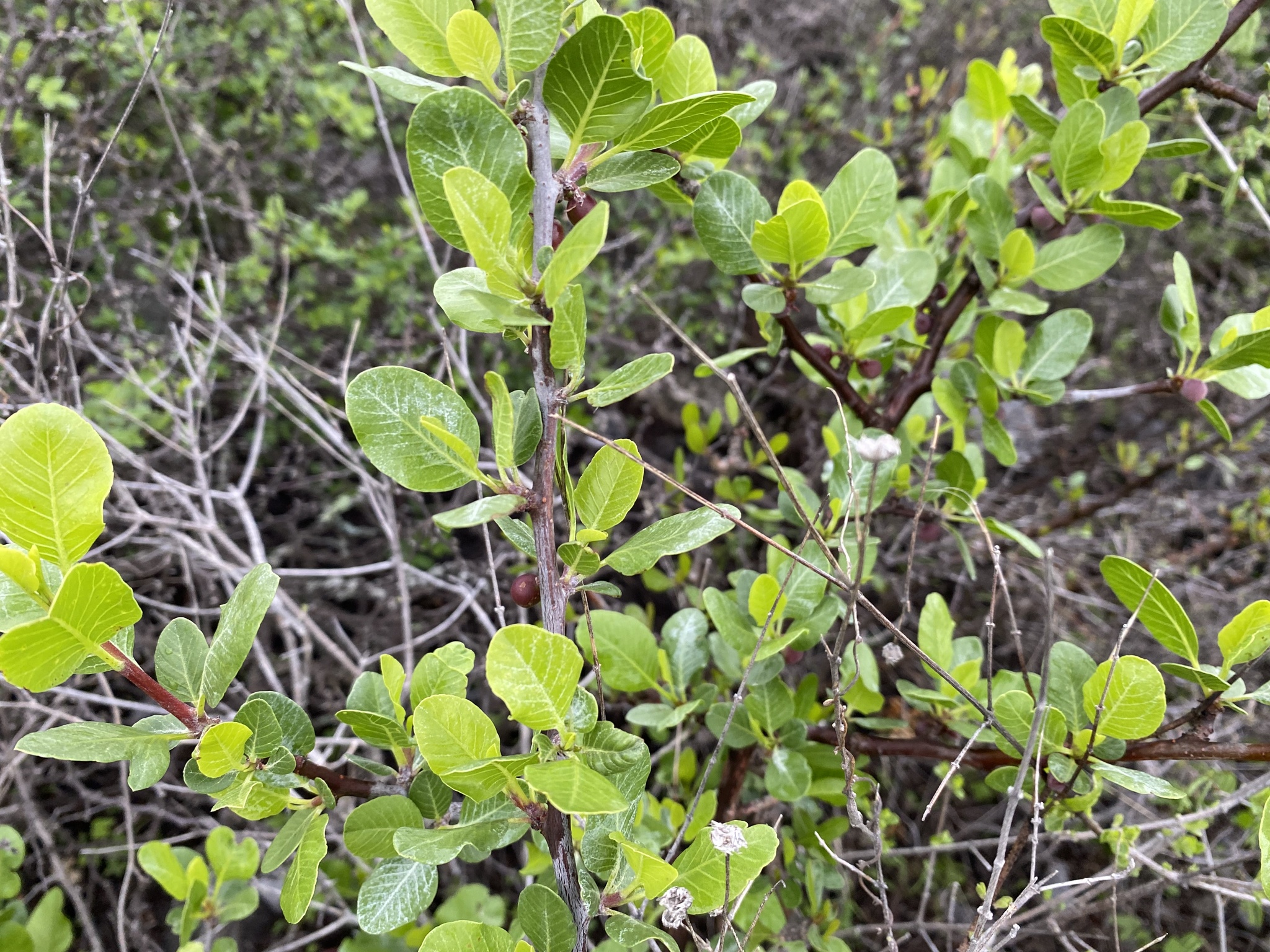 Imagem de Bursera schlechtendalii