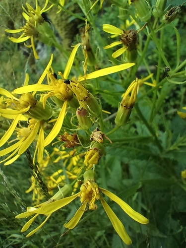 Image of Senecio hercynicus by (c) Vladimír Fuka, some rights reserved (CC BY)