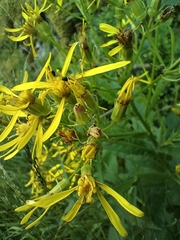Senecio hercynicus, photograph (c) Vladimír Fuka, some rights reserved (CC BY)