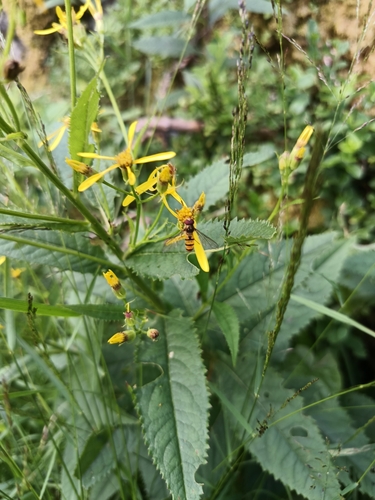 Senecio hercynicus, photograph 6