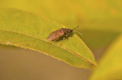 Koscocrompus obscurus