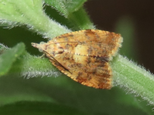 Yellow-spot Tortrix, Voorburg, Nederland, photo 6 of 10
