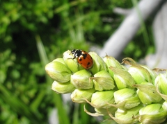Hippodamia caseyi