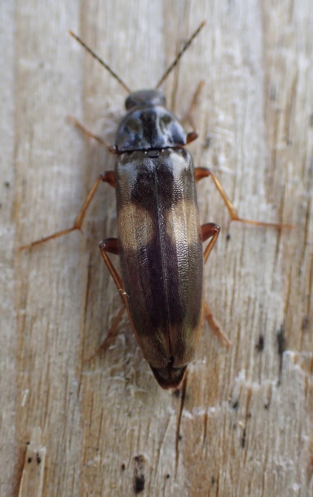 Connected False Darkling Beetle