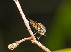 Stomorhina discolor