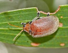 Menippus cynicus