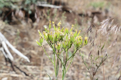 Image of Crepis acuminata by (c) Reid Hardin, some rights reserved (CC BY)