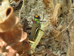 Coscineuta trochilus
