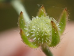 Plagiobothrys hystriculus