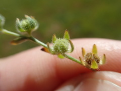 Plagiobothrys hystriculus