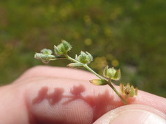 Plagiobothrys hystriculus