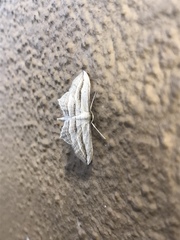 Arcobara multilineata