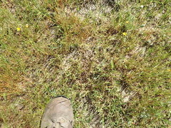 Plagiobothrys hystriculus