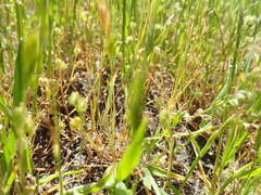 Plagiobothrys hystriculus