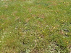 Plagiobothrys hystriculus