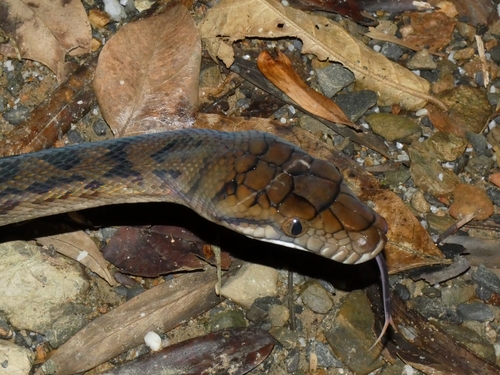 Australian Scrub Python sighting