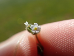 Plagiobothrys hystriculus
