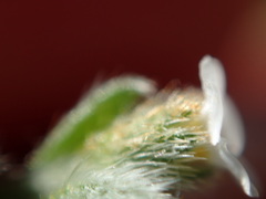 Plagiobothrys hystriculus