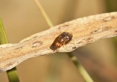 Steganopsis melanogaster