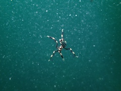 Stylopallene cheilorhynchus