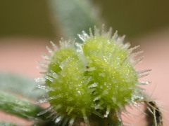 Plagiobothrys hystriculus