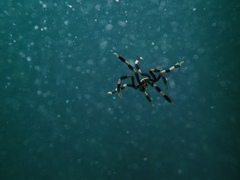 Stylopallene cheilorhynchus