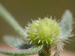 Plagiobothrys hystriculus