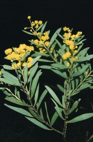 Acacia barringtonensis (Acacia barringtonensis)