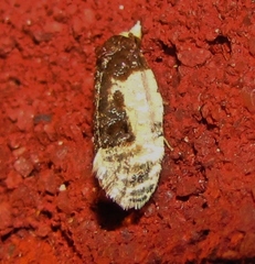 Henricus edwardsiana