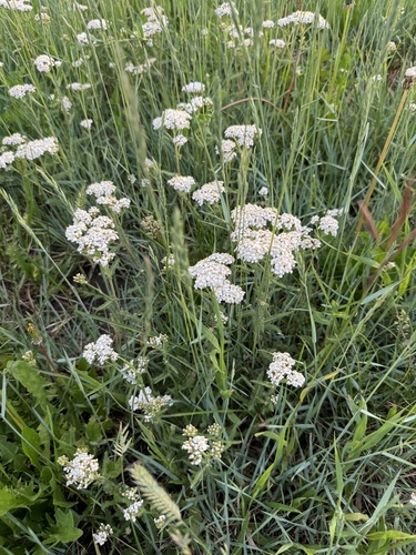 common yarrow