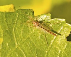 Chironomidae