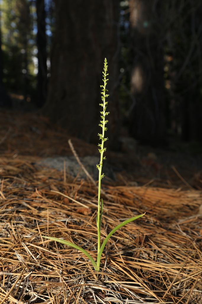 Platanthera colemanii