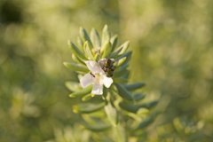 Calliphoridae